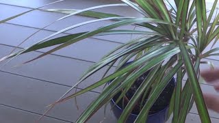 How to Propagate Dragon Tree Dracaena Marginata [upl. by Lusar112]