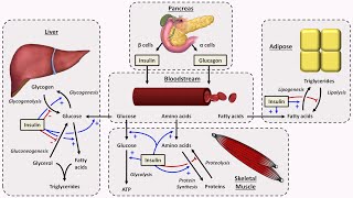 Physiology of Insulin and Glucagon [upl. by Ilke]