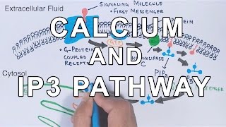 Calcium amp IP3 Pathway [upl. by Chainey]