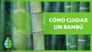 CUIDADOS del BAMBÚ 🎋en Maceta y en Tierra 🎍 ¡Sustrato Abono Riego y más [upl. by Sherwynd502]