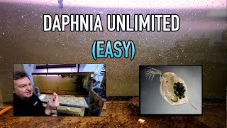 How I Raise Daphnia Water Fleas And You Can Too [upl. by Knut]