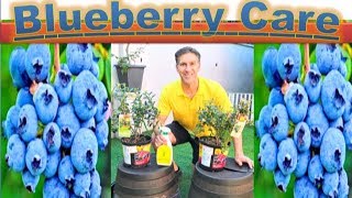 All About BLUEBERRY CARE amp PLANTING  in detail  Better in POTS than InGround [upl. by Etteniotna862]