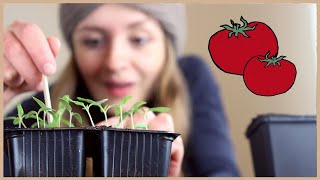 Tomaten aussäen und vorziehen Schritt für SchrittAnleitung 🍅 [upl. by Emyaj]