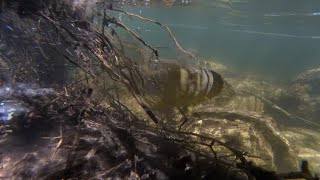 Return to Southern Californias Best Creek Trout Fishing [upl. by Elvina]