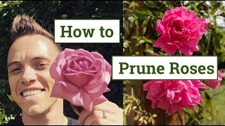 How to Prune Roses the Beginners Guide [upl. by Ykcor]