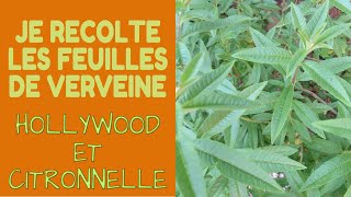 🌿 Je récolte de la Verveine Citronnelle et Holywood [upl. by Leinahtam]