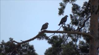 Black Kite Calling [upl. by Kinimod]