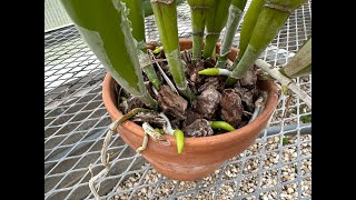 Cattleya Repot Updates [upl. by Yra]