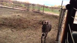 Fannie the mini donkey braying [upl. by Raimes]