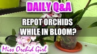 QampA  Should we repot Orchids while in bloom [upl. by Acsot918]