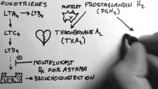 Arachidonic Acid amp Eicosanoids [upl. by Eycats]