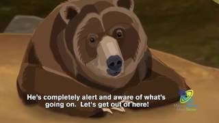 How Do Bears Hibernate [upl. by Alekram]