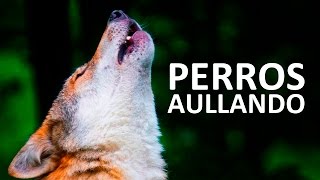 PERROS AULLANDO FUERTE  Aullidos de perros Sound Effect HD [upl. by Lilly]