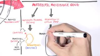 Microbiology  Bacteria Antibiotic Resistance [upl. by Dewayne561]