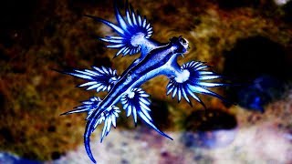 The Real Life Sea Dragon [upl. by Eisor]