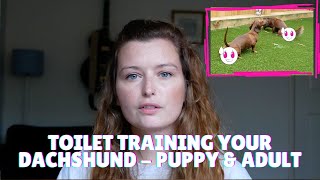 Toilet Training Your Dachshund in the UK  For Puppies amp Adult Dogs [upl. by Thain]