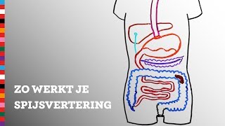 Hoe werkt je spijsvertering  Voedingscentrum [upl. by Eyeleen]