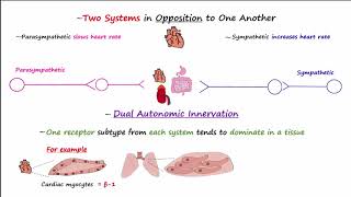 Autonomic Nervous System [upl. by Arabrab]