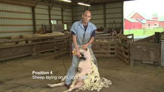 Sheep Shearing Penn State Extension [upl. by Buzzell]