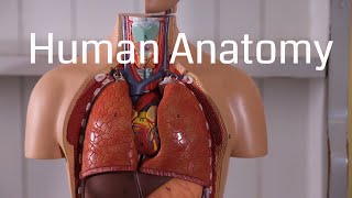 Basic Human Anatomy for Beginners [upl. by Ahsinel]