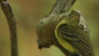 A Cordilleran Flycatcher on the lookout for insects [upl. by Jeanna]