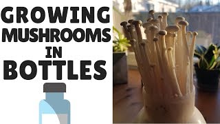 How To Grow Mushrooms In Bottles [upl. by Conal328]