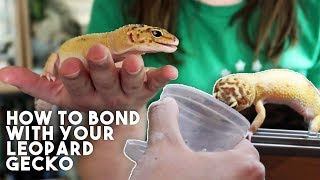 5 TIPS TO MAKE YOUR GECKO LOVE YOU [upl. by Ennaylil640]