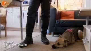 Hundetraining mit der Hundeflüsterin [upl. by Crowns]