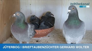 JÜTERBOG  BRIEFTAUBENZÜCHTER GERHARD WOLTER [upl. by Assenar240]