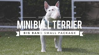 ALL ABOUT MINIATURE BULL TERRIERS CUTE AND POWERFUL [upl. by Notlehs]