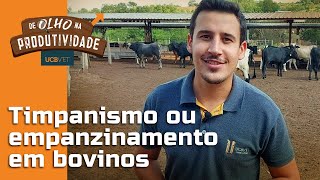 DE OLHO NA PRODUTIVIDADE  TIMPANISMO OU EMPANZINAMENTO EM BOVINOS [upl. by Fiore]