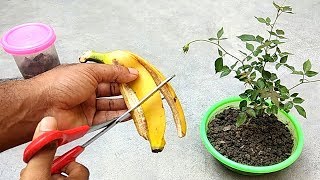 Easy and free fertilizer for any plants  Banana peel fertilizer [upl. by Abell285]