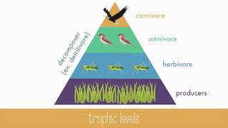 Energy Transfer in Trophic Levels [upl. by Lindemann247]