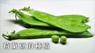 荷蘭豆的種植時間，如何種植豌豆？ [upl. by Reniar]