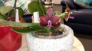 Phalaenopsis Orchid Care 3 Phalaenopsis Growth Cycle and Reblooming [upl. by Adine]