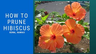 How to Prune Hibiscus  Pruning stimulates growth [upl. by Jillane761]