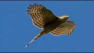 Sparrowhawk Bird Call Bird Song [upl. by Ielarol50]