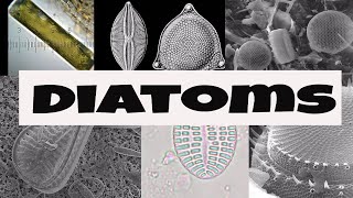 What are Diatoms [upl. by Oniluap577]