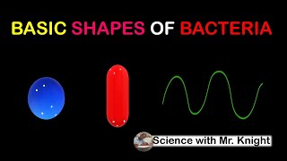 Basic Shapes of Bacteria [upl. by Ferullo]