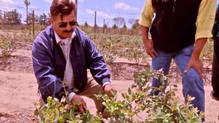 How to Prune Blueberry Plants [upl. by Emalia]