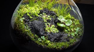 The Carnivorous Sundew Terrarium [upl. by Drofnelg]