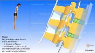 Vidéo sonorisée Arthrologie de la colonne vertébrale [upl. by Queen]