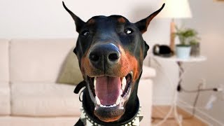 Funny Doberman Dog Compilation NEW [upl. by Urba]