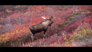 Canadian Double  Hunting Moose and Caribou [upl. by Zumwalt]