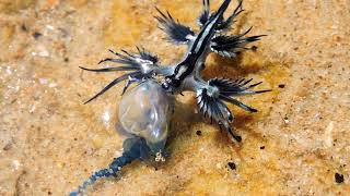 Blue dragon Glaucus atlanticus eating blue bottle [upl. by Llehsar]