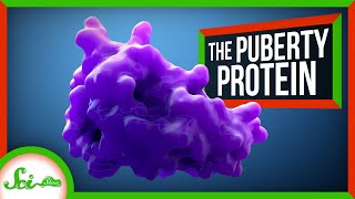 The Protein That Switches on Puberty [upl. by Lenra]