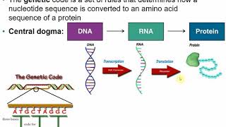 2117 Chapter 8 Part A  Microbial Genetics [upl. by Selassie]