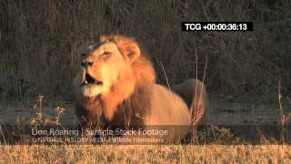 Lion Roaring HD wild deep and LOUD [upl. by Pratt]