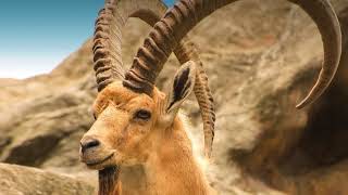 Best sounding shofar  Nubian Ibex from Ein Gedi oasis in Israel [upl. by Tem]