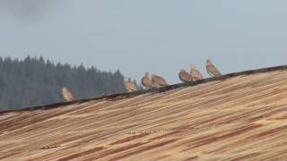 Eurasian Collared Dove sounds [upl. by Farant]